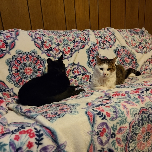 🐾LIVE/SILENT SHOW LISTING 🐾🐾🐾🐾 - Picture 10 of 16